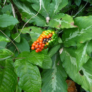 P1320591
