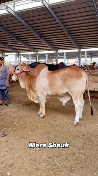 Farm livestock