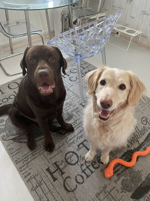 772463-EF-2-C05-45-A5-8-CB3-517-E2-D2-BF