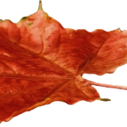 Leaf4