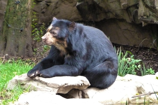 Oso con gafas.jpg