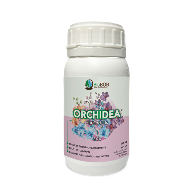 Orchidea-6.jpg