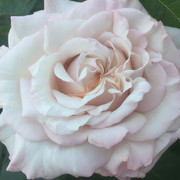 Rosenfaszination