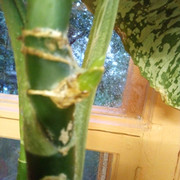 IMG-20231007-081017