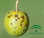 Olive Leprosy (Phlyctema vagabunda) Olive Leprosy, Leprosy of the olive tree, Phlyctema vagabunda