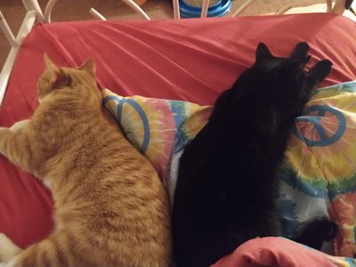 Zaide and Rusty