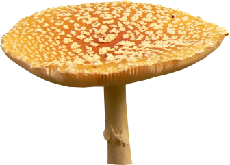 Toadstool.png