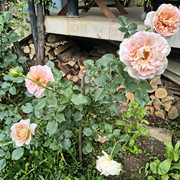 abraham darby