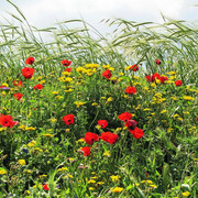 IMG-5255