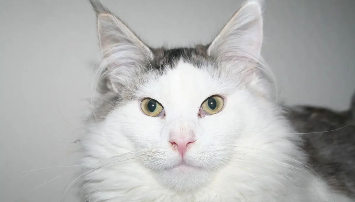 Signs Your Cat May Be in Distress: What to Look For