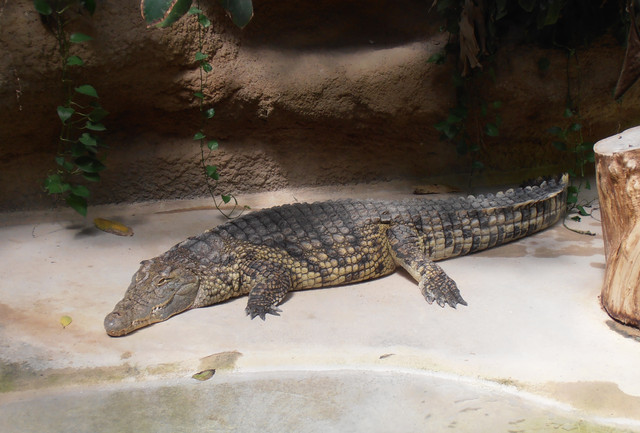 Alligator