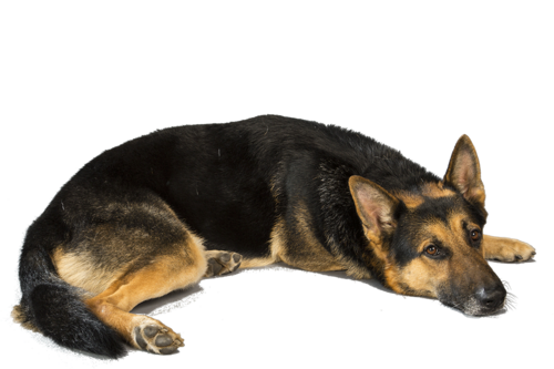Uploads_german_shepherd_german_shepherd_PNG49