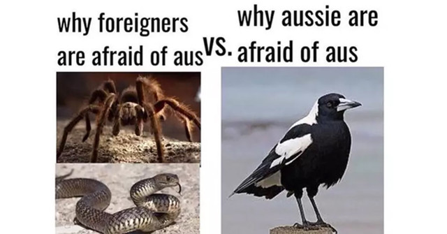 magpie