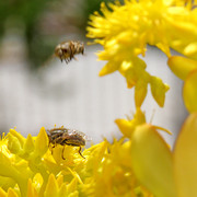 IMG-7055