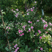600-DSC05277