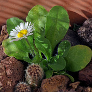 IMG-6990