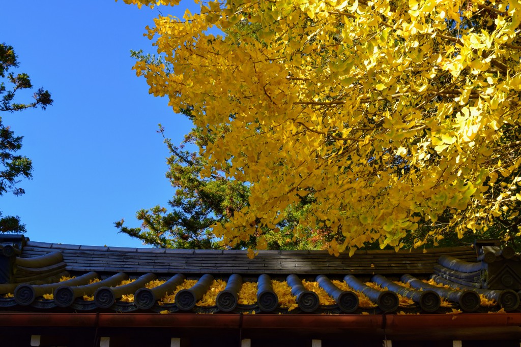 DSC-0113.jpg