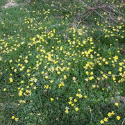 118a-Celandines
