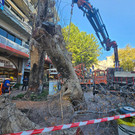 Δεντρο πλατεια Λαου011