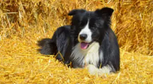Boost Your Border Collie's Skin and Coat Health
