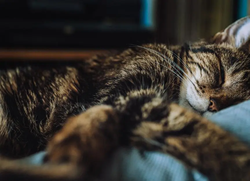 Understanding Feline Upper Respiratory Infections