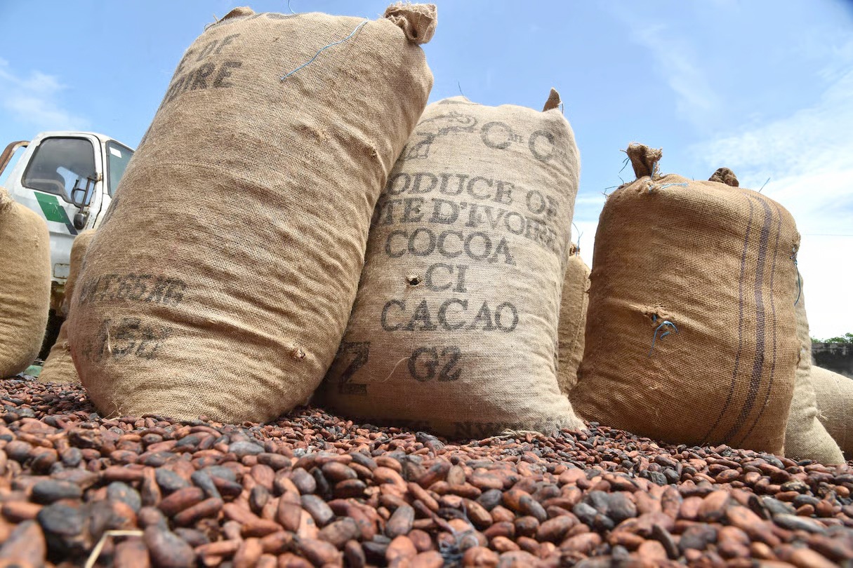 Illustration - Cacao : quatre pays africains signent enfin l'alliance qui devait arriver depuis un siècle