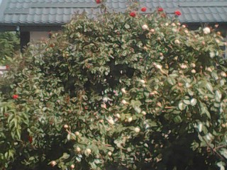 IMG0270A.jpg