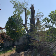Motta Backyard (18)