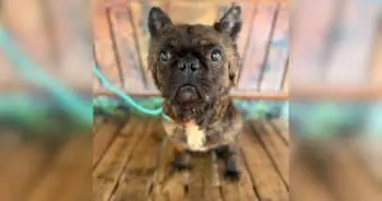 Neglected Frenchie's Courage Inspires