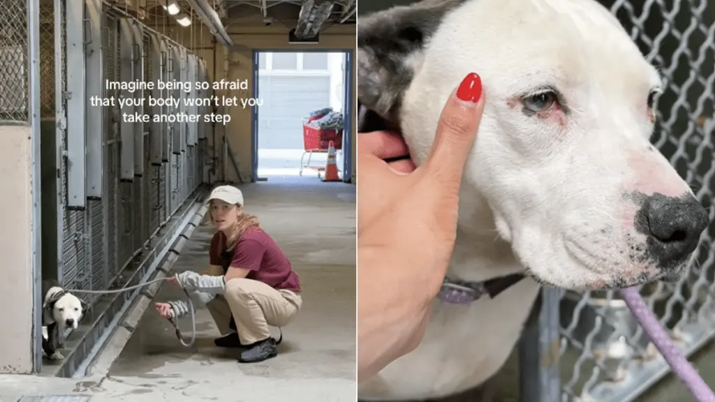 Scared Pup Refuses to Leave Her Kennel