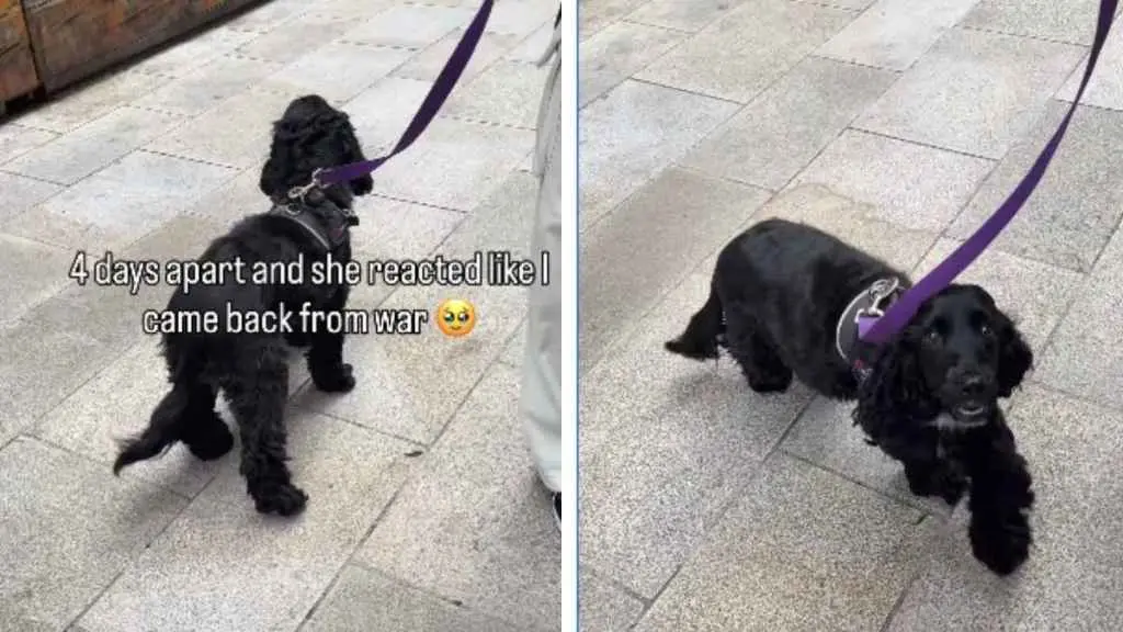 Reunited with Owner, Dog's Joy is Uncontainable