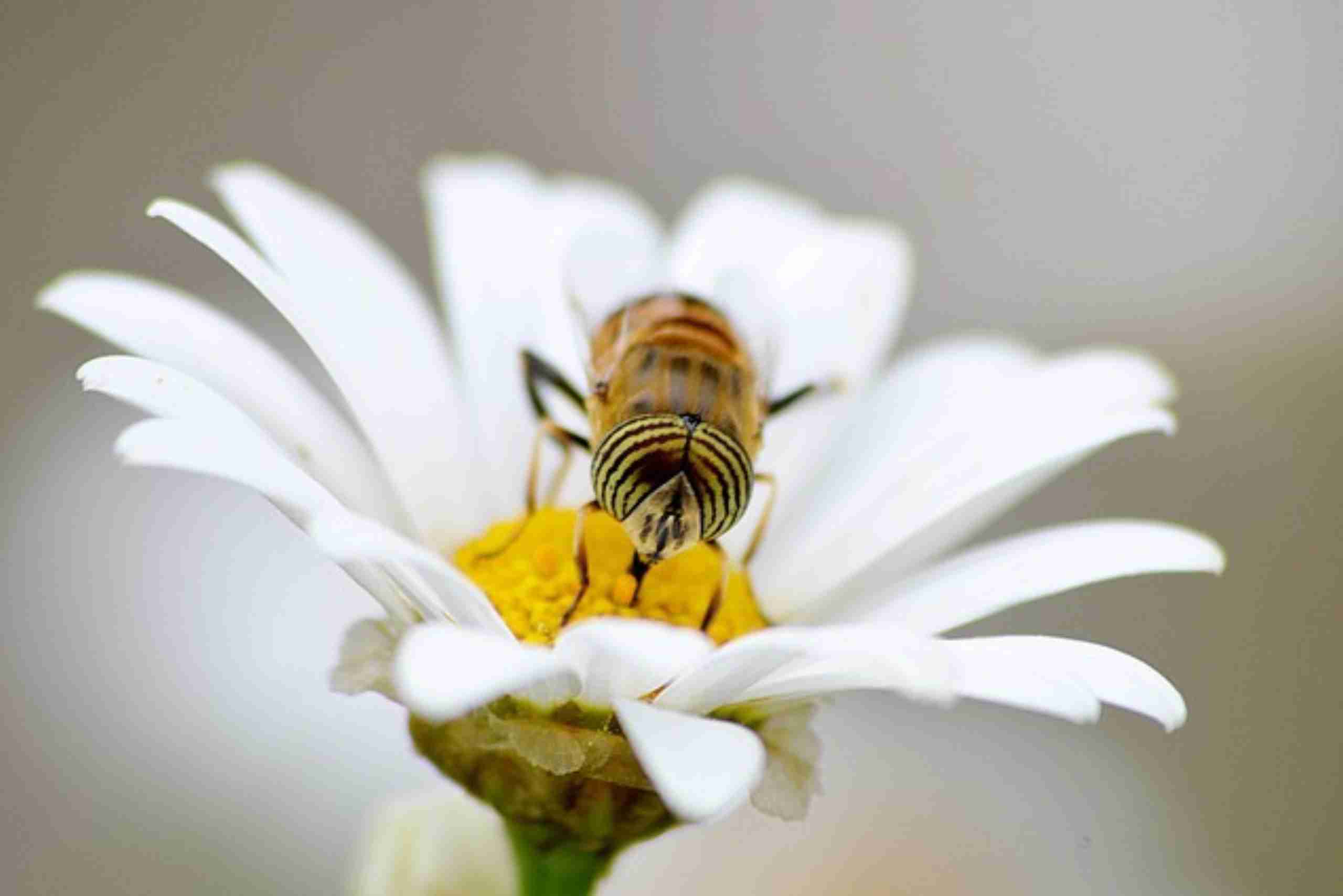 An image showing a bee pollinating a flower, depicting the role of bees in the ecosystem.