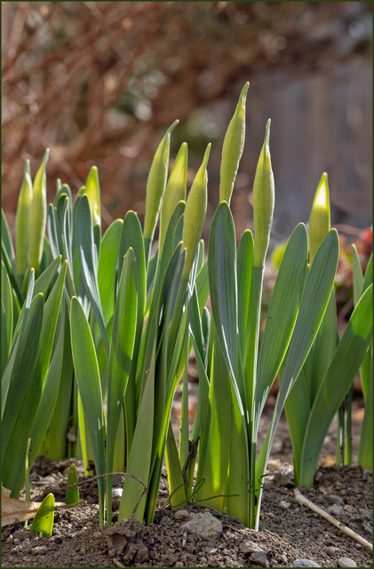 0-daffs-backlighted-CAS05060