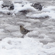 IMG_4395