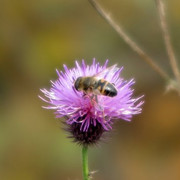 IMG_0026