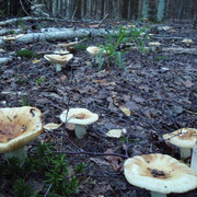 DSC00087