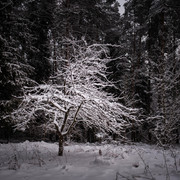 DSC06726