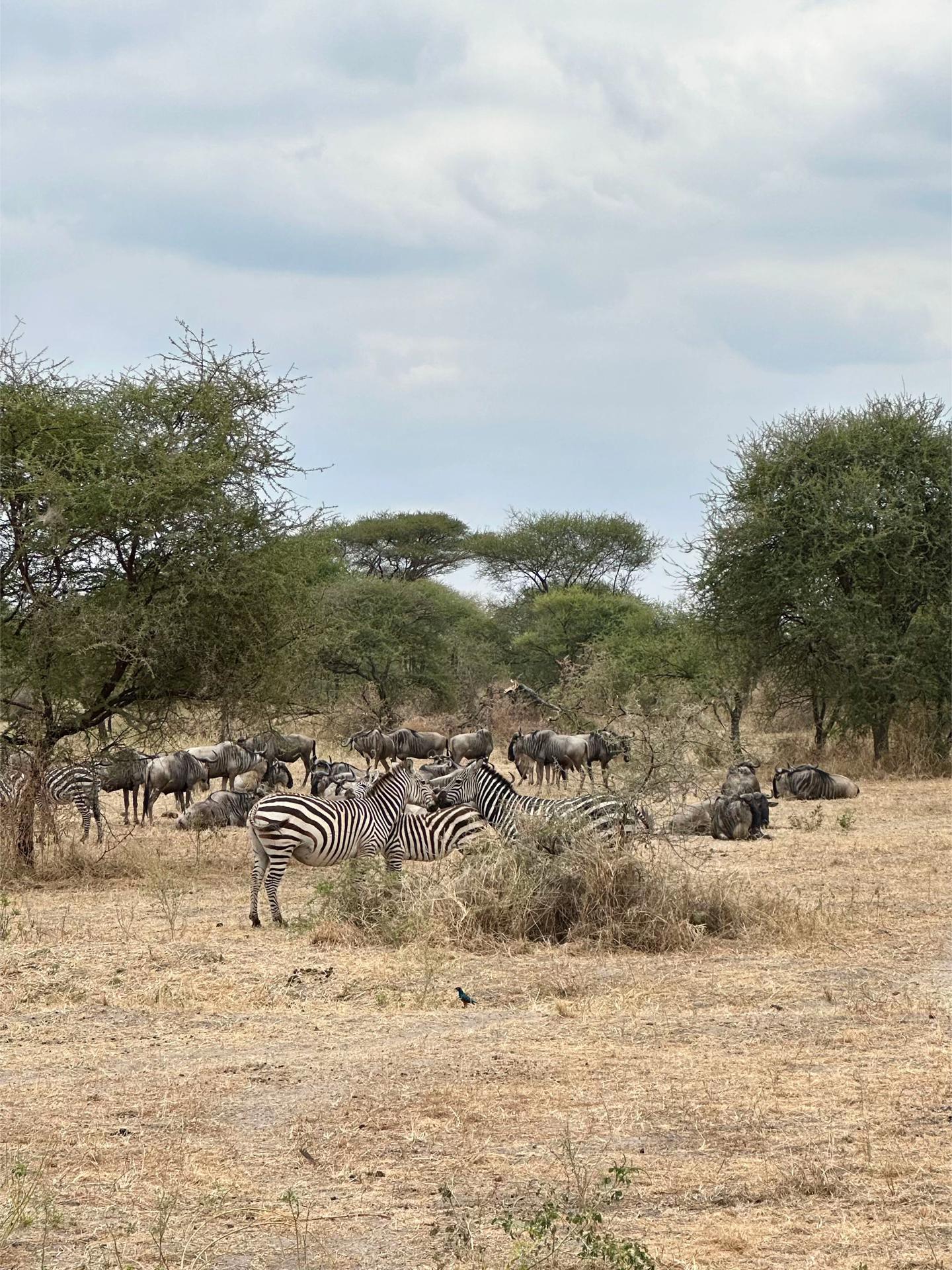 Selous Game Reserve