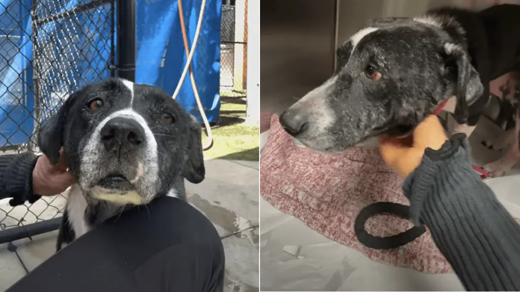 Senior Shelter Dog Waits for Love
