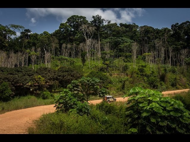 Illustration - Côte d'Ivoire : lancement de la campagne CRFC à Bébasso, 632 hectares à replanter pour viser 20 % de couvert forestier d'ici 2030