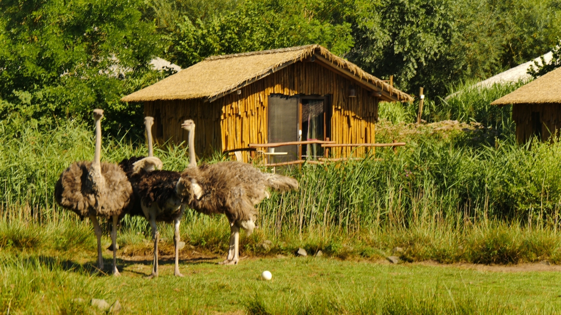 Serengeti-Park / Серенгети-Парк и кусочек Касселя