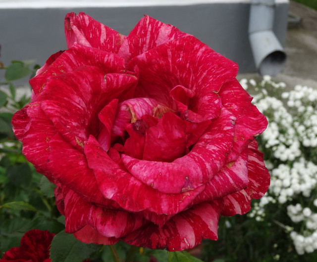 DSC06007-5.jpg