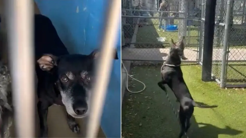 Shelter Dog's Shy Demeanor Hides Playful Spirit
