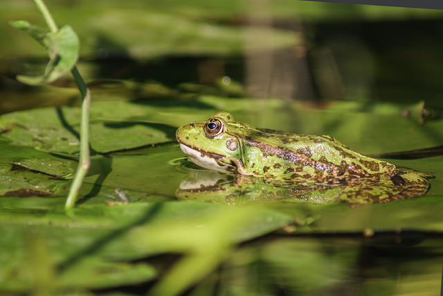 Frogs04.jpg