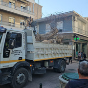 Δεντρο πλατεια Λαου018