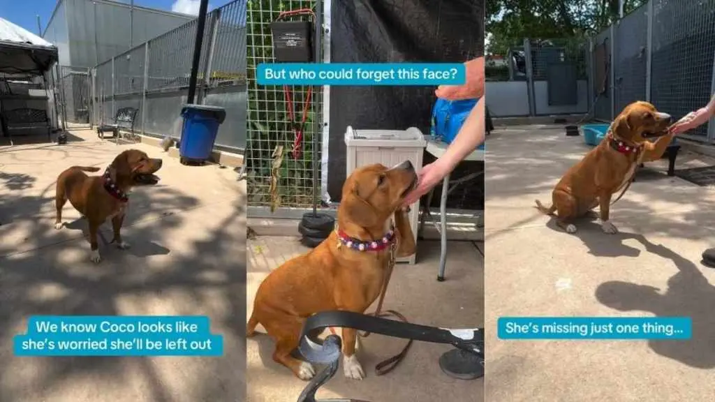 Shelter Dog's Big Fear: Being Left Out