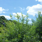 P1330813