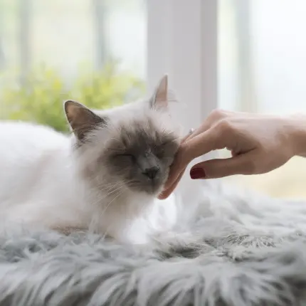The Feline Rub: Uncovering the Reasons Behind Cats' Quirky Behavior