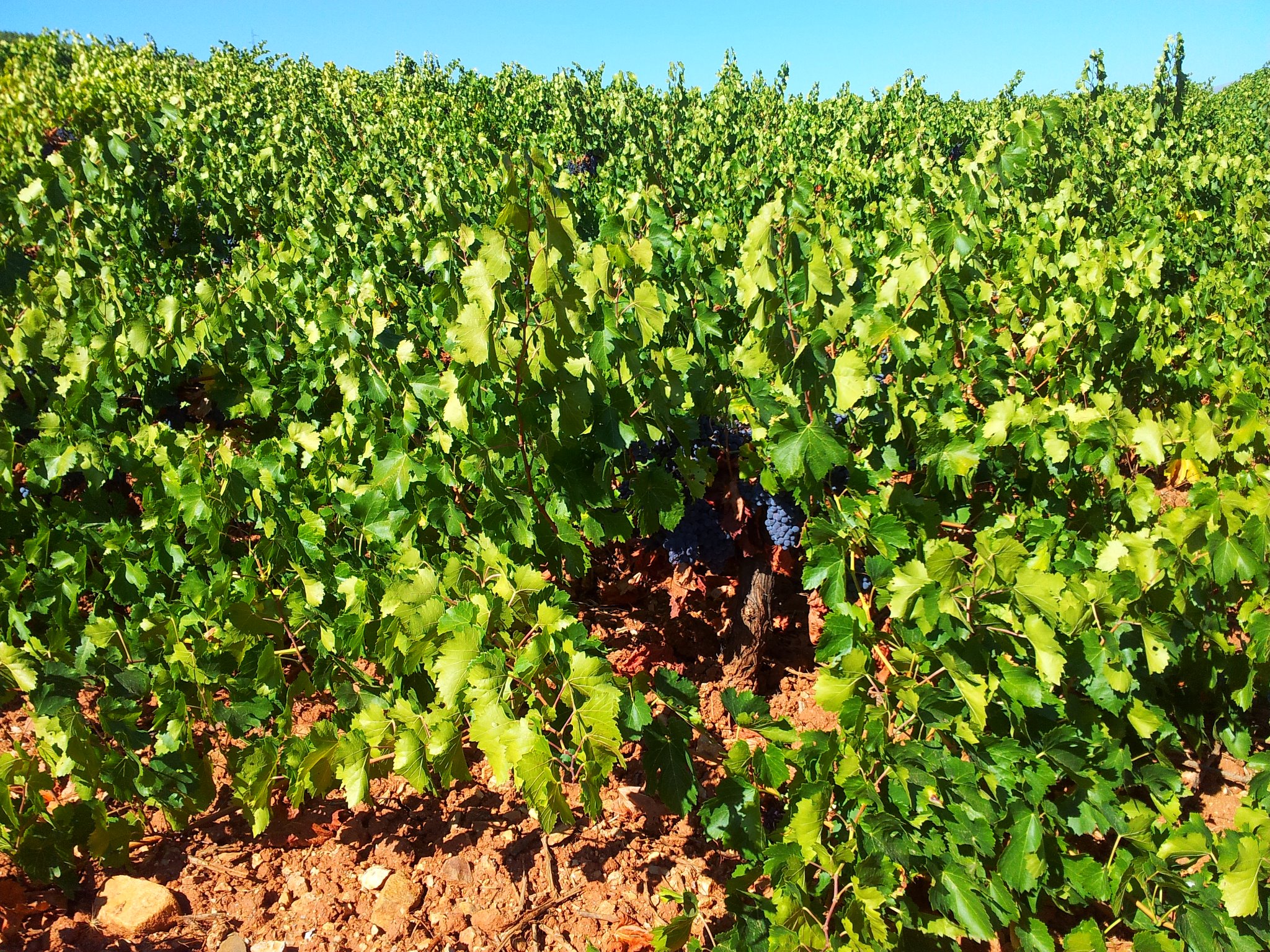 Cortijo El Cura Eco-Bodega - imagen de la galería