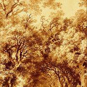 The Shady Walk